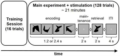 Comparison of transcranial brain stimulation approaches: prefrontal theta alternating current stimulation enhances working memory performance